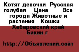 Котят девочки “Русская голубая“ › Цена ­ 0 - Все города Животные и растения » Кошки   . Хабаровский край,Бикин г.